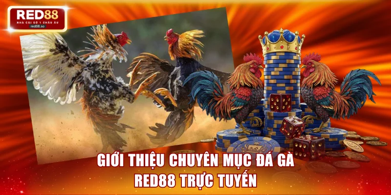 Giới thiệu chuyên mục đá gà RED88 trực tuyến