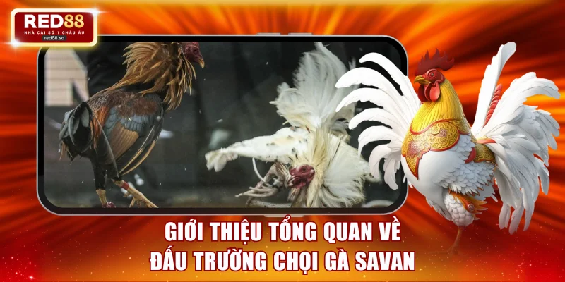 Giới thiệu tổng quan về đấu trường chọi gà Savan