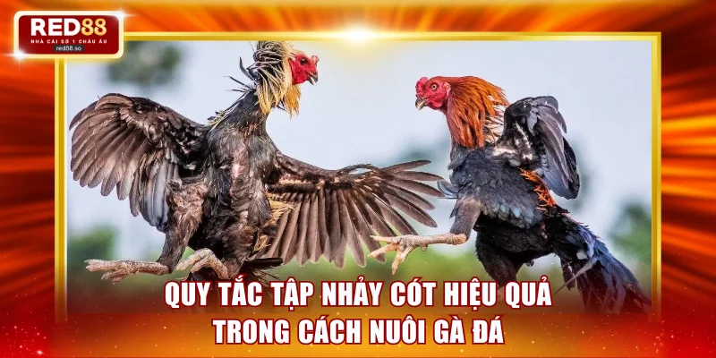Quy tắc tập nhảy cót hiệu quả trong cách nuôi gà đá