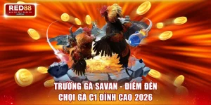 Trường gà Savan